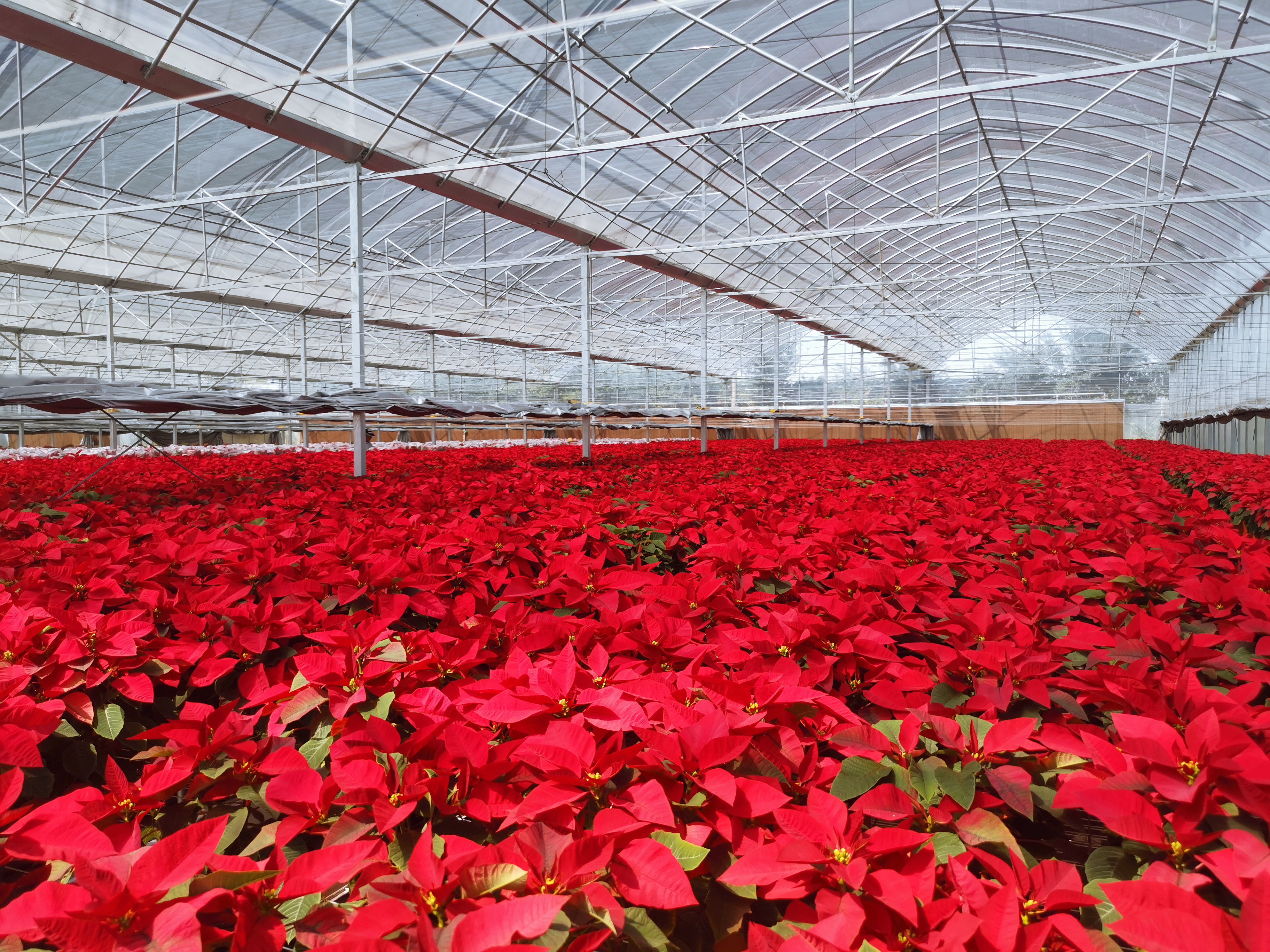 反季節  一品紅